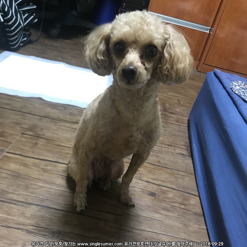베이지 애프리콧 푸들 남아 보호중