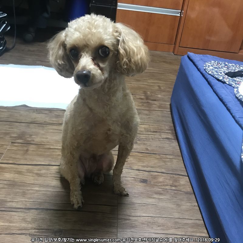 베이지 애프리콧 푸들 남아 보호중 2번째 사진
