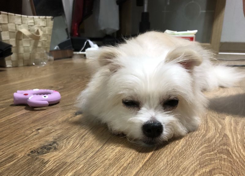 흰색강아지 보호중입니다~ 2번째 사진