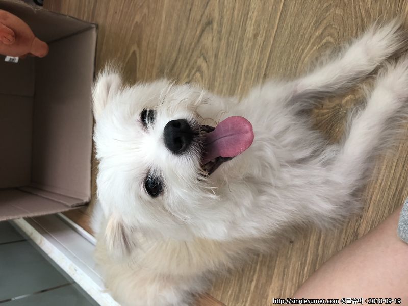 흰색강아지 보호중입니다~