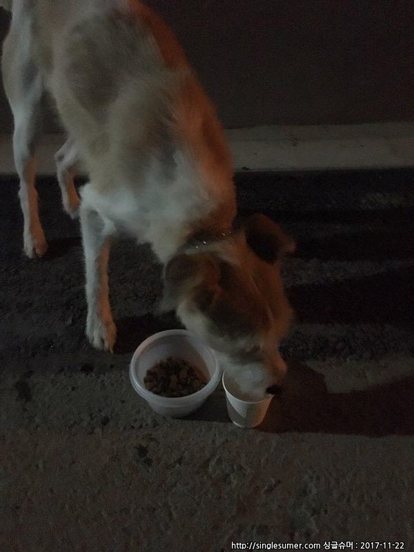 유기동물 발견 신고 | 강아지 고양이 구조 보호중 - 펫찾기 8번째 사진