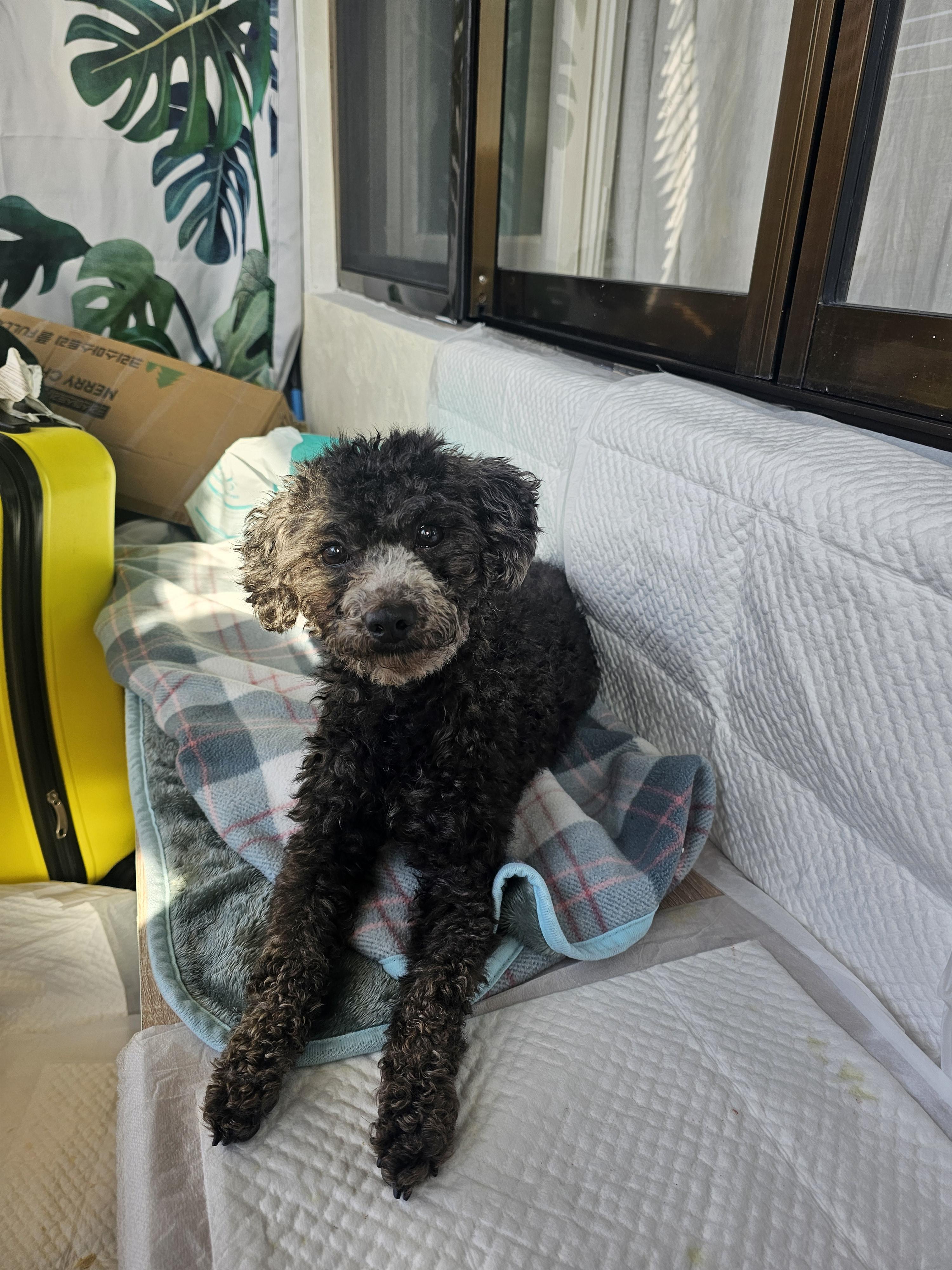 회색푸들 주인분 찾습니다. 이전에 쓴 글과 같은 강아지구요. 사진을 첨부합니다.