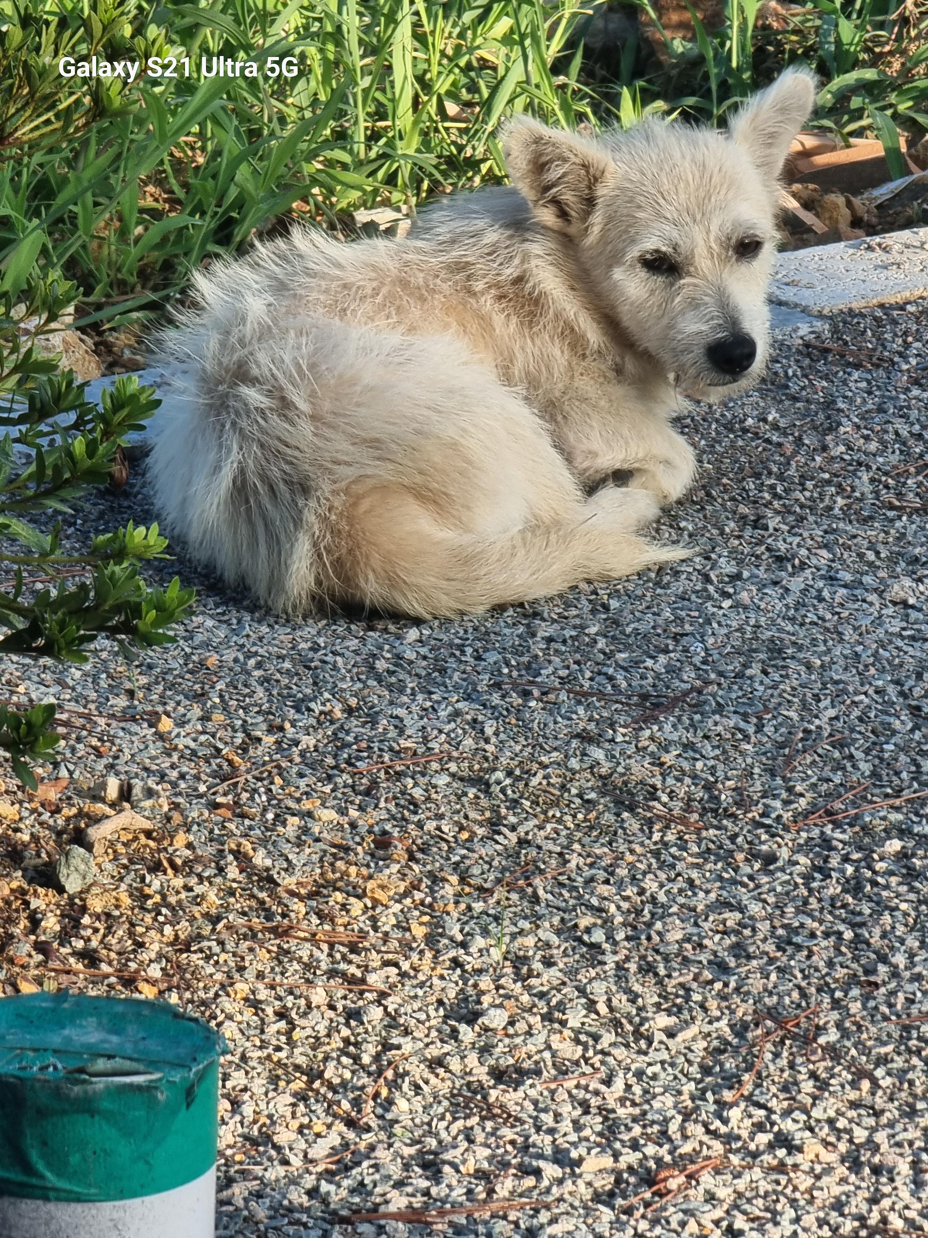 강아지요ㅠ - 보호중이예요 - 유기견 보호 센터 - 이미지 1