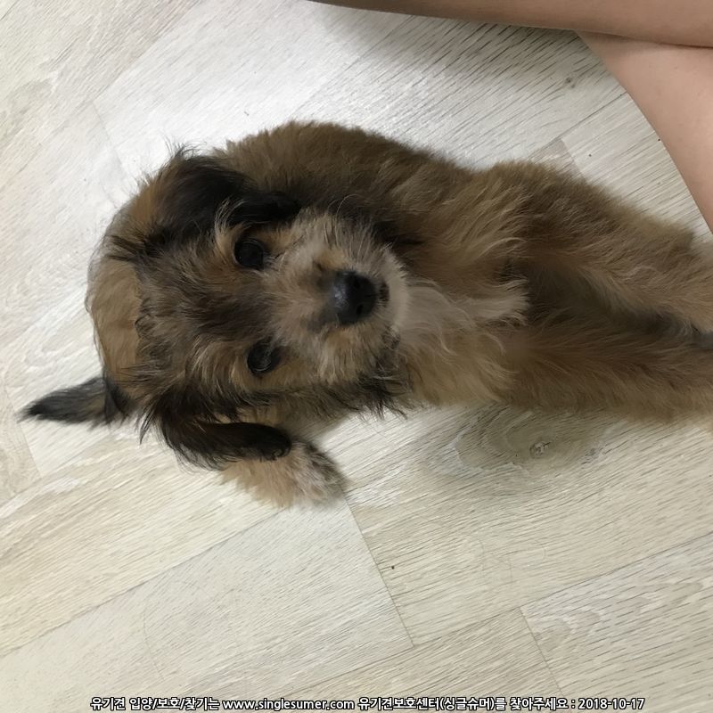 경기도 성남시 태평동 강아지 보호중입니다 2번째 사진