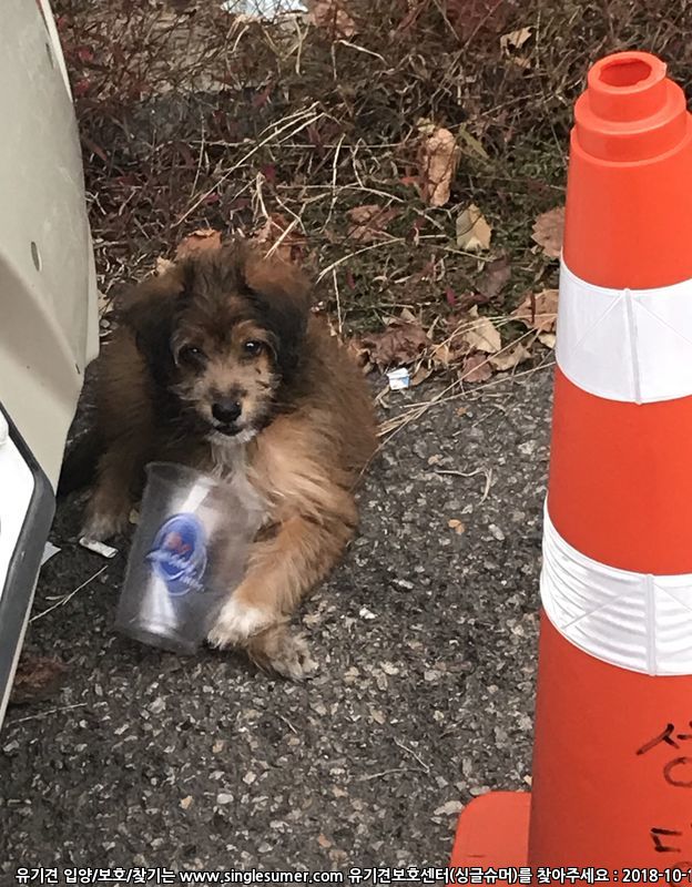 경기도 성남시 태평동 강아지 보호중입니다 3번째 사진