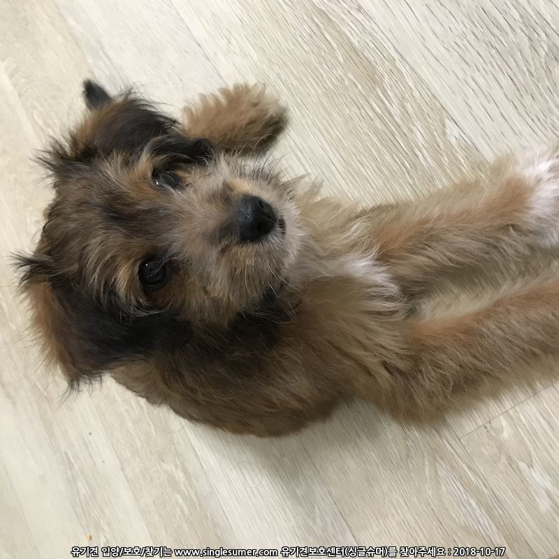 경기도 성남시 태평동 강아지 보호중입니다