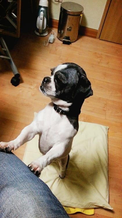 시츄 흰/검 신천산책로 벤치 4번째 사진