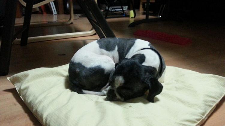 시츄 흰/검 신천산책로 벤치 3번째 사진