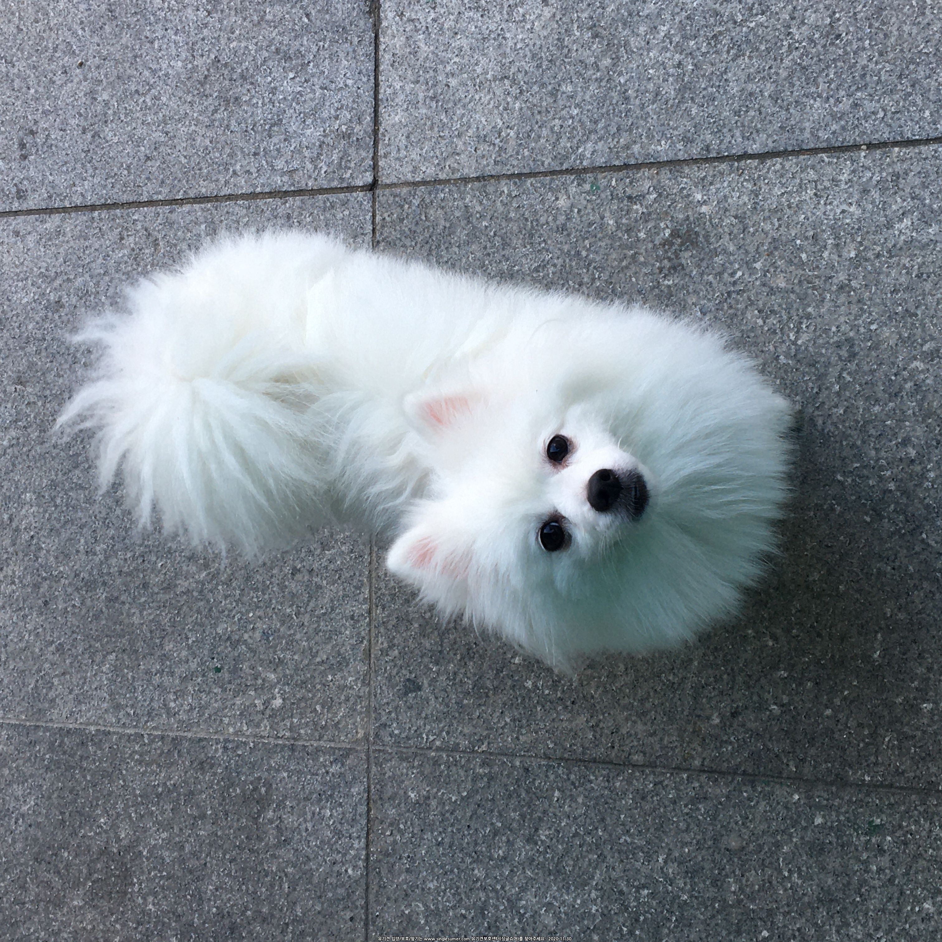 난곡 흰 강아지 찾아가세요