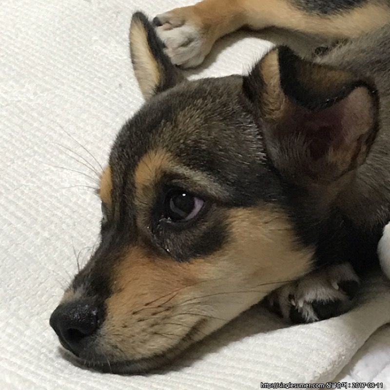 유기동물 발견 신고 | 강아지 고양이 구조 보호중 - 펫찾기 36번째 사진