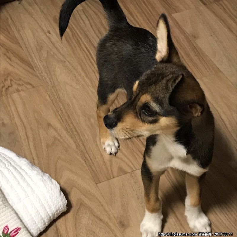 유기동물 발견 신고 | 강아지 고양이 구조 보호중 - 펫찾기 35번째 사진