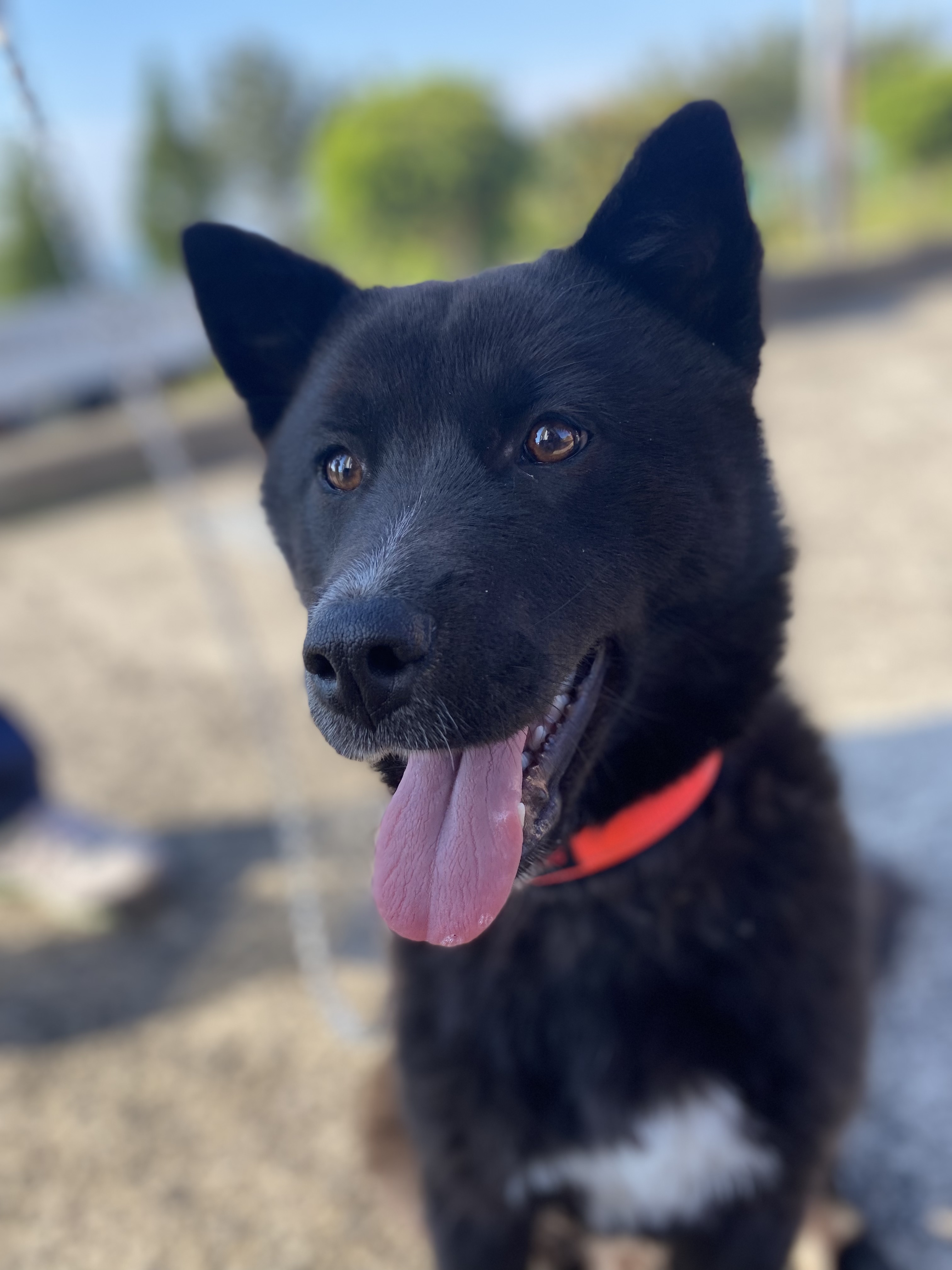 서귀포시 토평동 일대 검정색 흑구(1살 전후로 되보임)