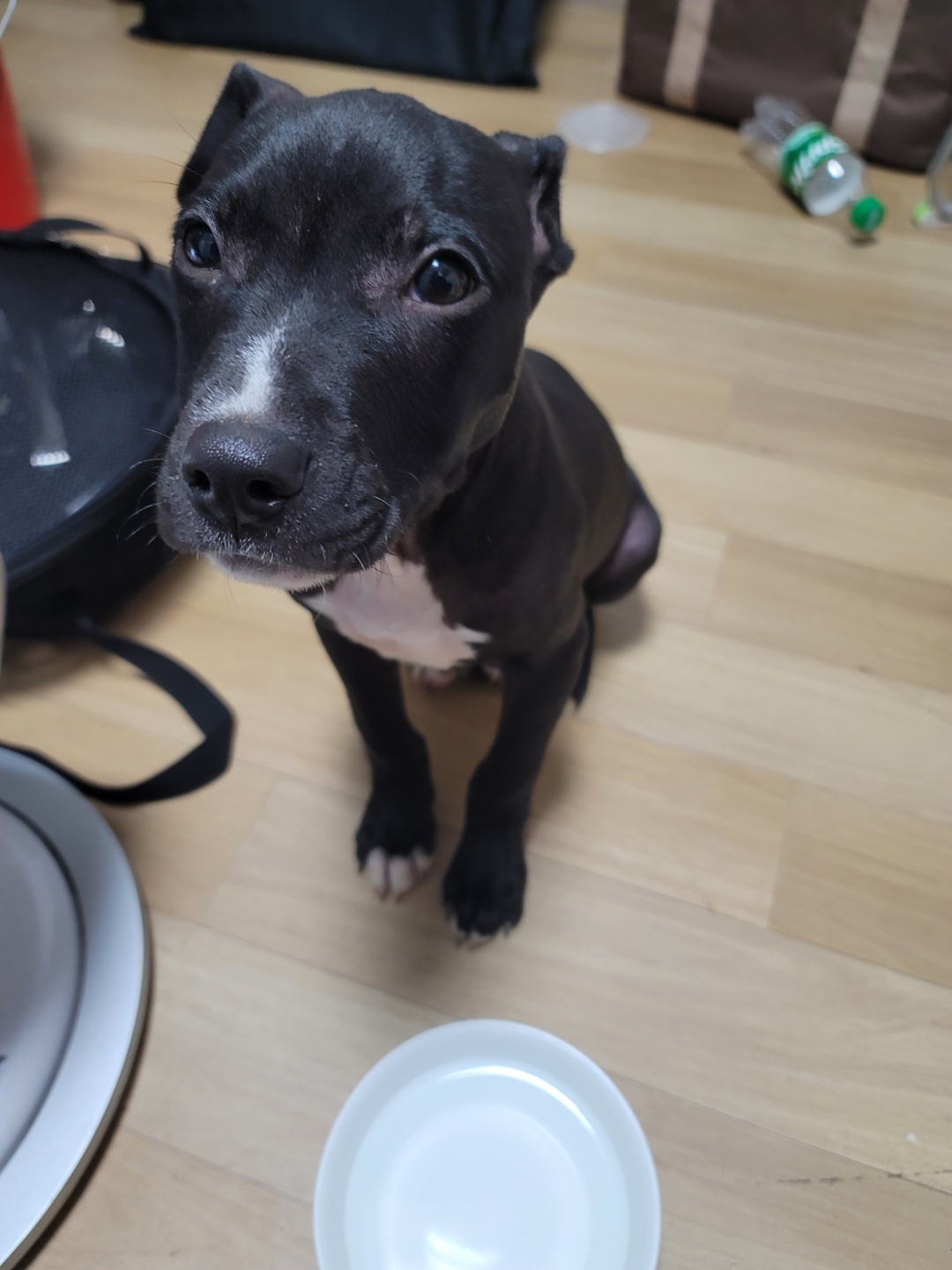 김해 내동 핏불추정 강아지 주인 찾아요 2번째 사진