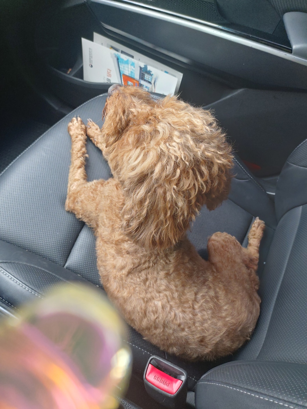 김해 장유 대청계곡에서 발견한 푸들 보호중입니다