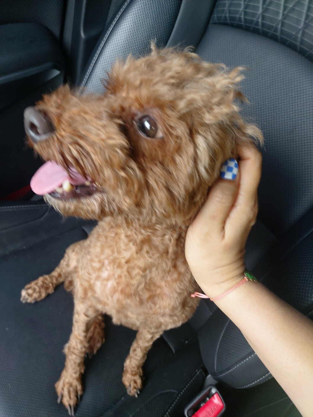 김해 장유 대청계곡에서 발견한 푸들 보호중입니다 3번째 사진