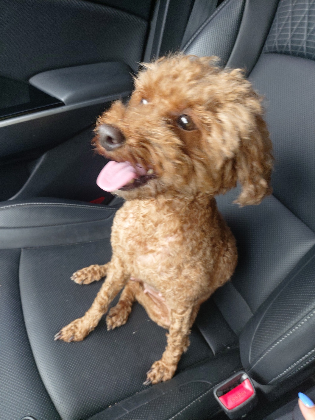 김해 장유 대청계곡에서 발견한 푸들 보호중입니다 2번째 사진