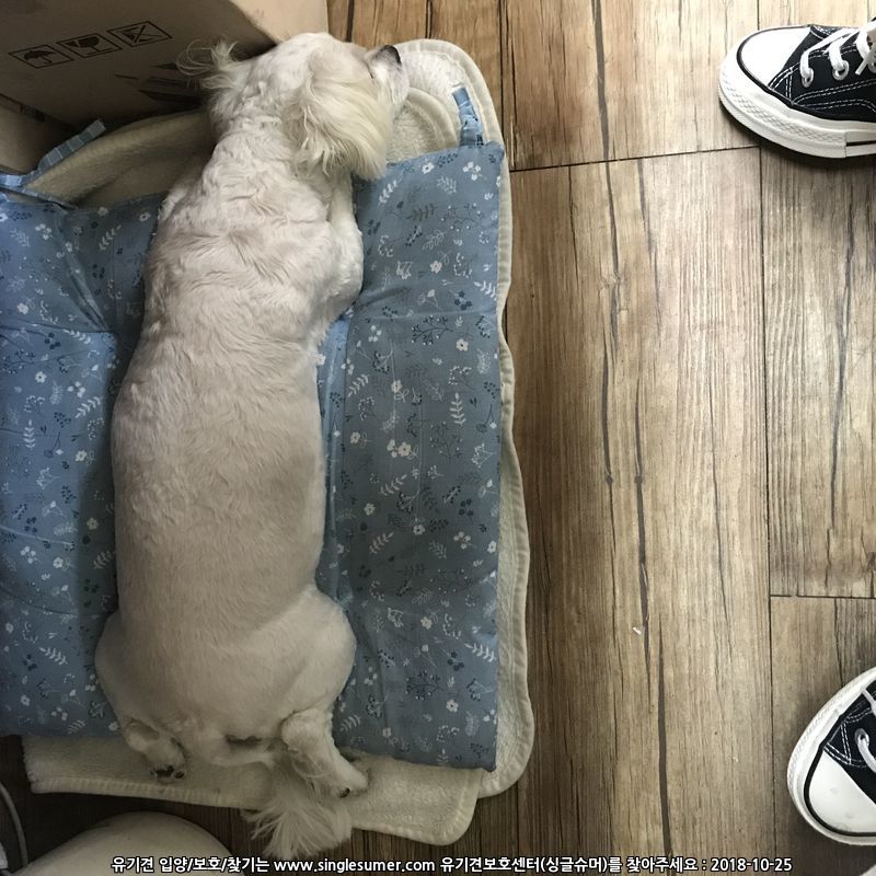 광주 용봉동 말티즈 보호중 3번째 사진