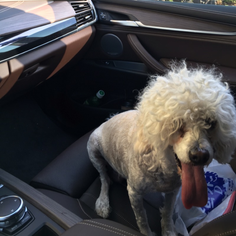 유기동물 발견 신고 | 강아지 고양이 구조 보호중 - 펫찾기 21번째 사진