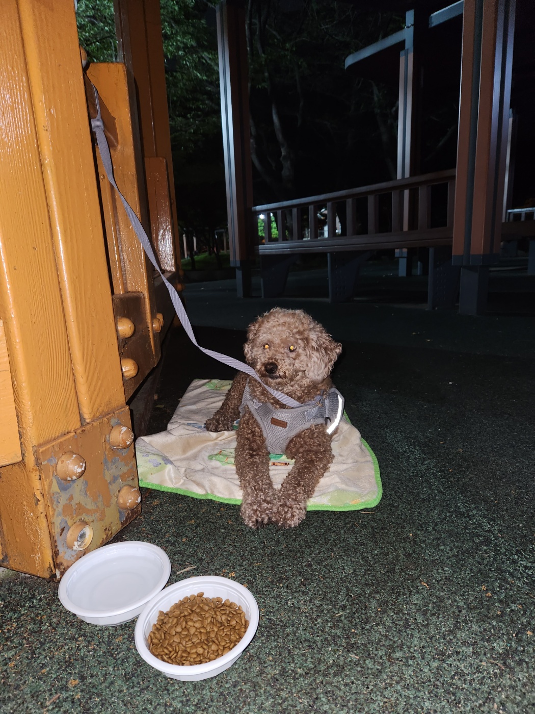 유기동물 발견 신고 | 강아지 고양이 구조 보호중 - 펫찾기 4번째 사진