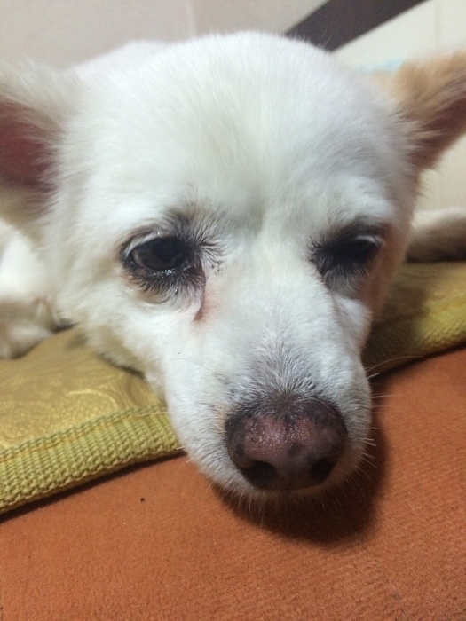 안양시 만안구 박달동 박달사거리에서 발견한 여아 믹스견? 강아지를 보호중입니다, - 보호중이예요 - 유기견 보호 센터 - 이미지 1