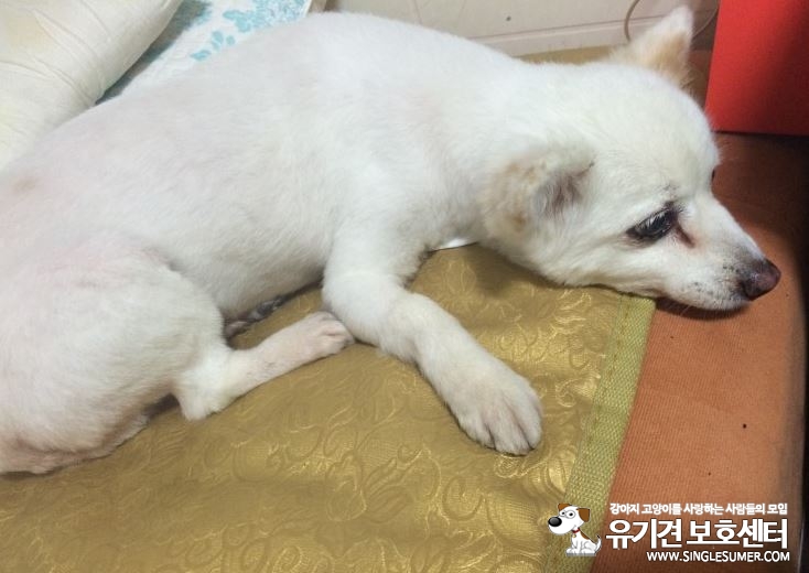 안양시 만안구 박달동 박달사거리에서 발견한 여아 믹스견? 강아지를 보호중입니다, 2번째 사진