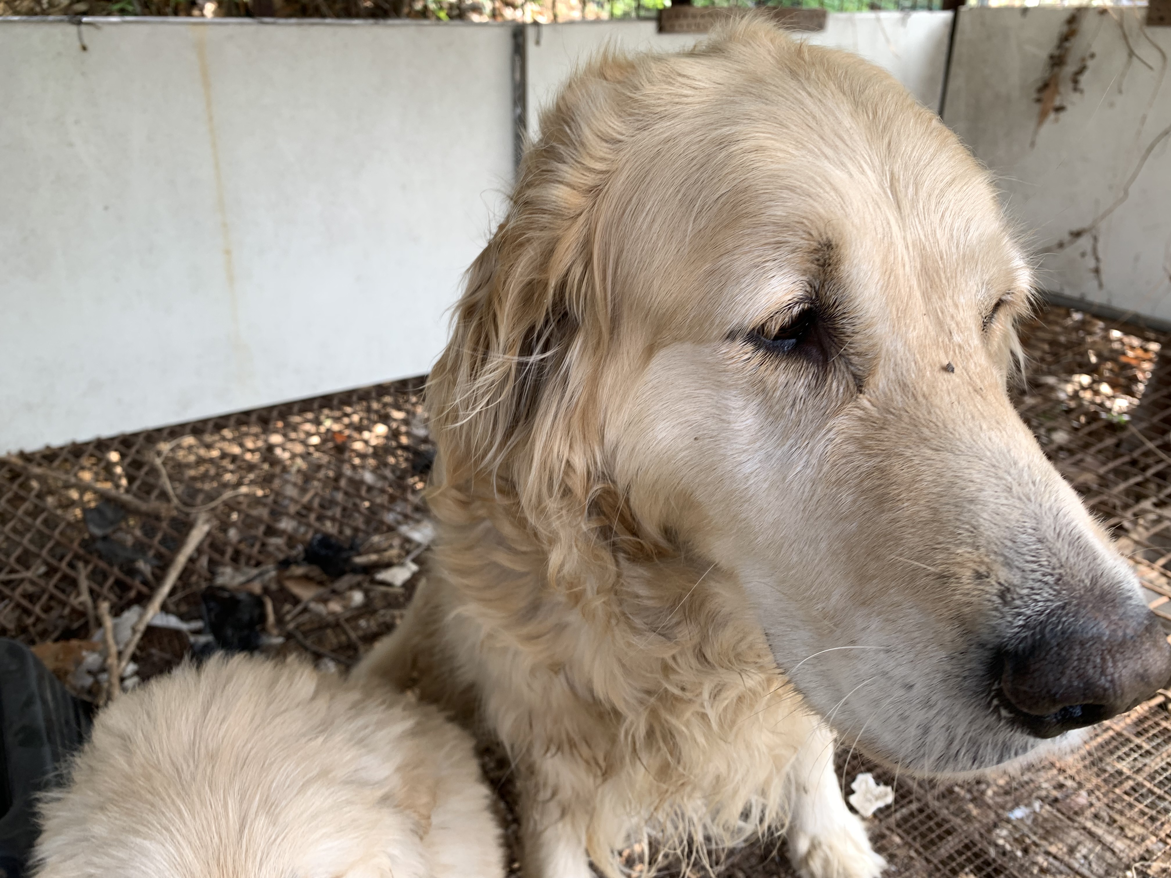 유기동물 발견 신고 | 강아지 고양이 구조 보호중 - 펫찾기 28번째 사진
