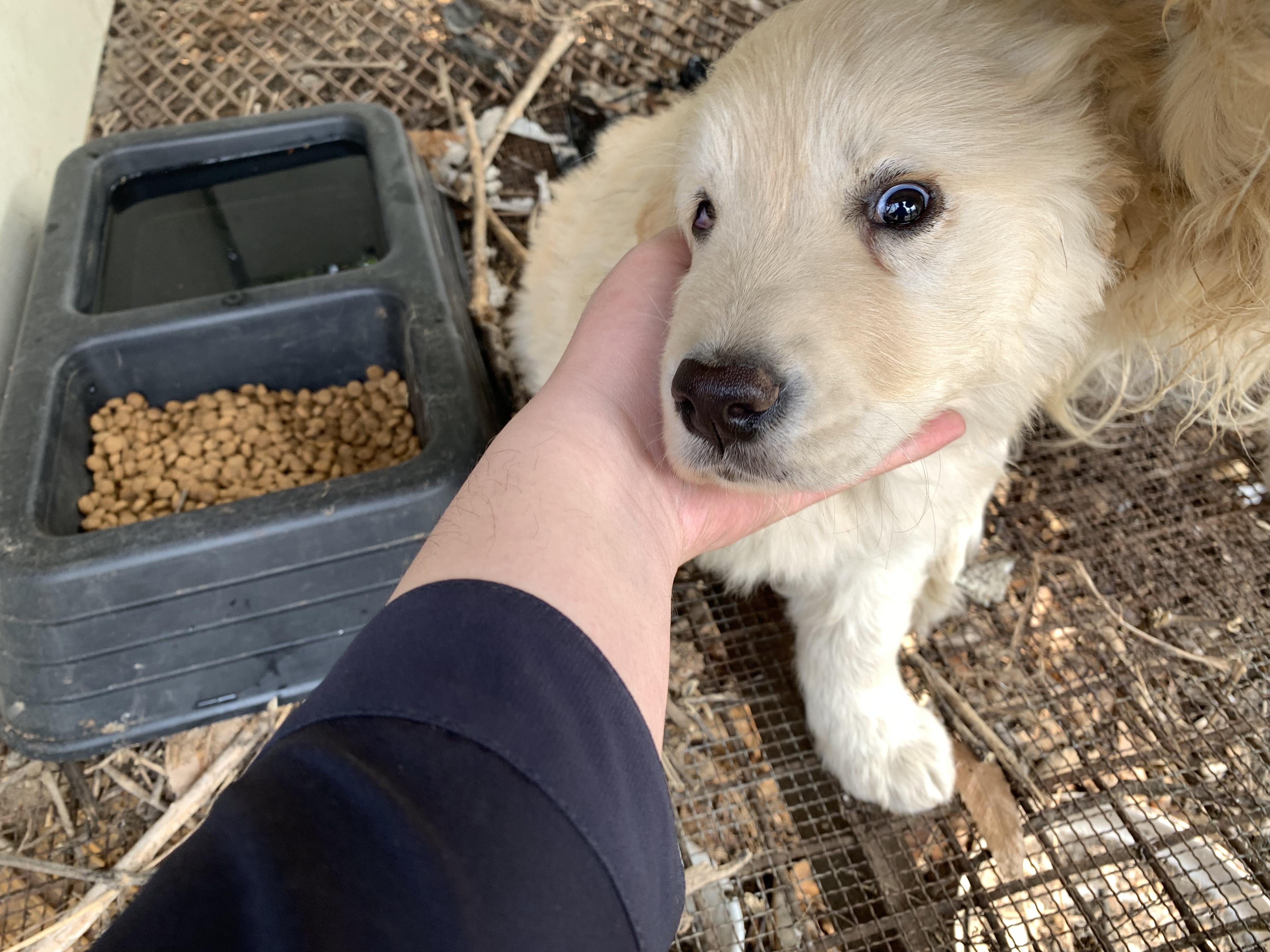 유기동물 발견 신고 | 강아지 고양이 구조 보호중 - 펫찾기 27번째 사진