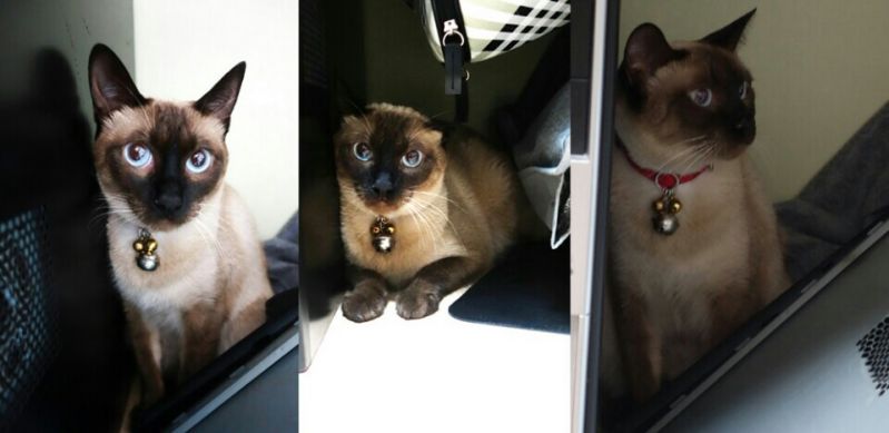 유기동물 발견 신고 | 강아지 고양이 구조 보호중 - 펫찾기 2번째 사진