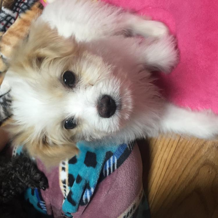 주인을찾습니다