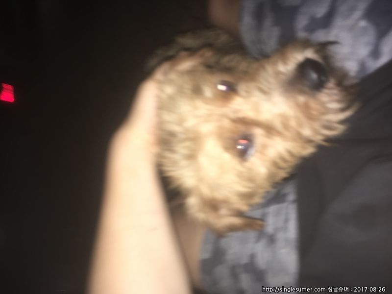 유기동물 발견 신고 | 강아지 고양이 구조 보호중 - 펫찾기 23번째 사진