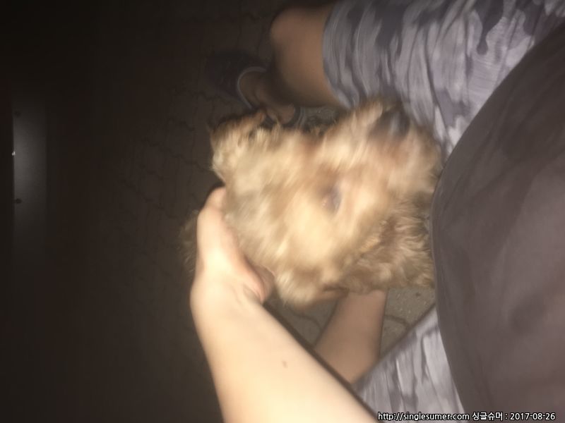 유기동물 발견 신고 | 강아지 고양이 구조 보호중 - 펫찾기 24번째 사진