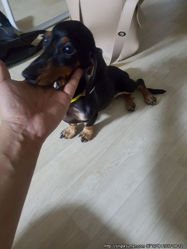 유기동물 발견 신고 | 강아지 고양이 구조 보호중 - 펫찾기 33번째 사진