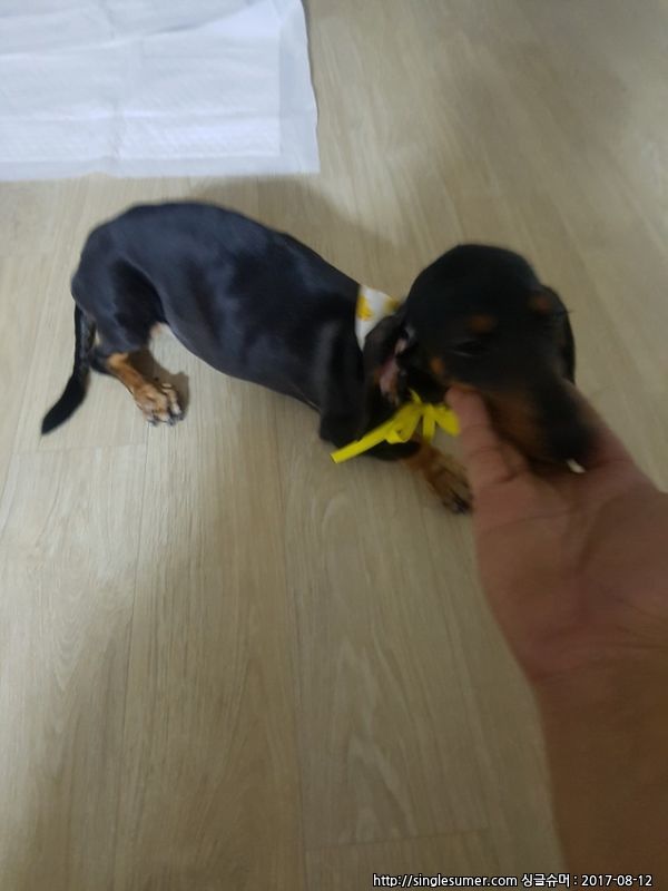 유기동물 발견 신고 | 강아지 고양이 구조 보호중 - 펫찾기 32번째 사진