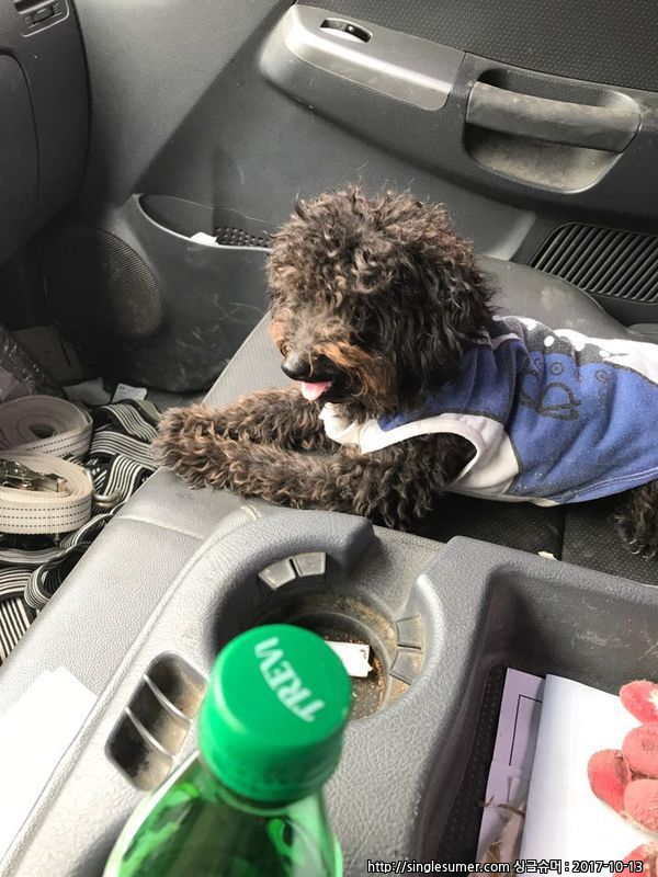 유기동물 발견 신고 | 강아지 고양이 구조 보호중 - 펫찾기 10번째 사진
