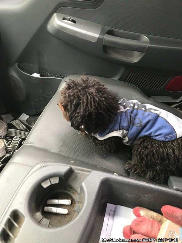 유기동물 발견 신고 | 강아지 고양이 구조 보호중 - 펫찾기 11번째 사진