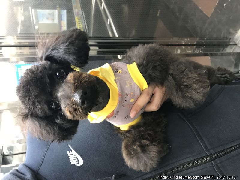 유기동물 발견 신고 | 강아지 고양이 구조 보호중 - 펫찾기 12번째 사진