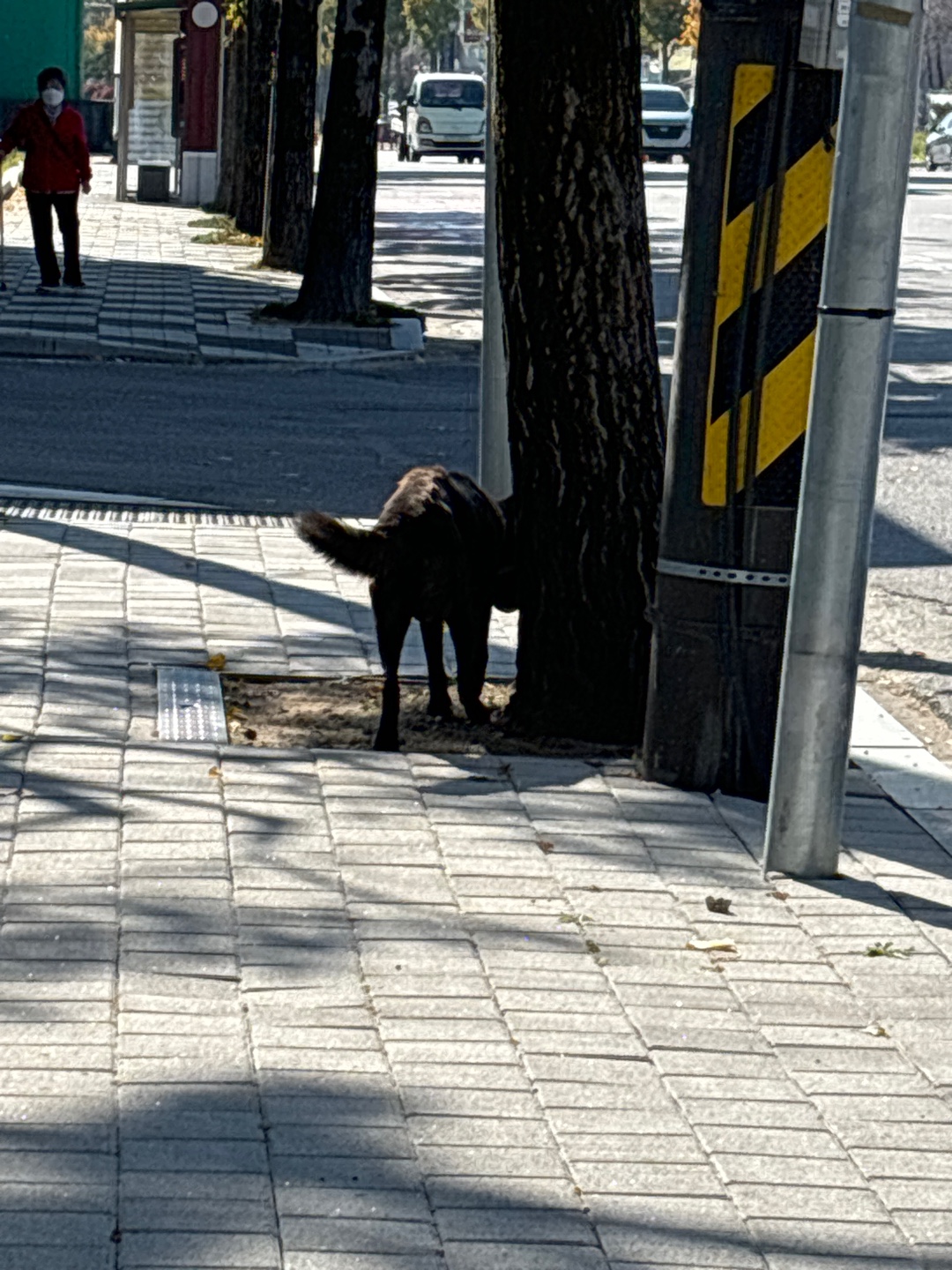 광양- 중대형견 강아지를 보았습니다