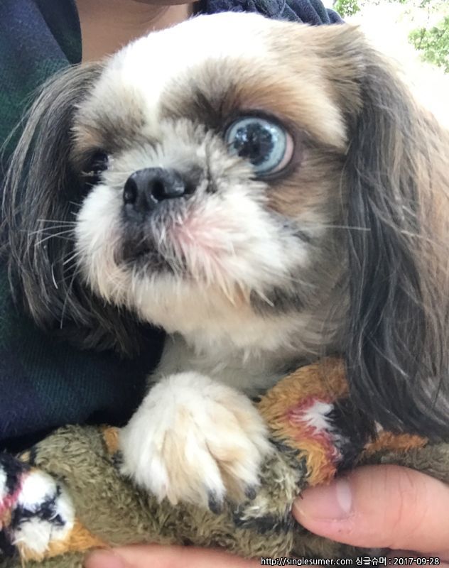 유기동물 발견 신고 | 강아지 고양이 구조 보호중 - 펫찾기 35번째 사진