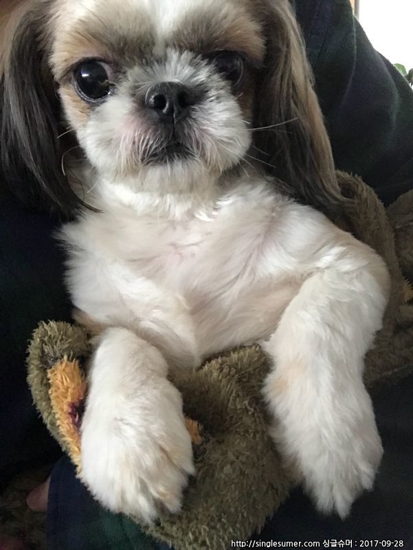 유기동물 발견 신고 | 강아지 고양이 구조 보호중 - 펫찾기 36번째 사진