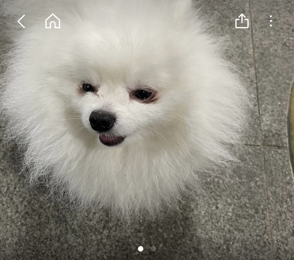 상무지구 흰색 포메