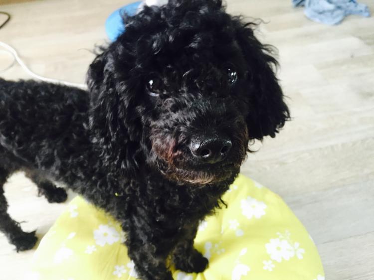 강동구 명일동 근처에서 검정푸들 보신분.. - 보호중이예요 - 유기견 보호 센터 - 이미지 3