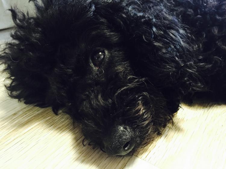 강동구 명일동 근처에서 검정푸들 보신분.. - 보호중이예요 - 유기견 보호 센터 - 이미지 1