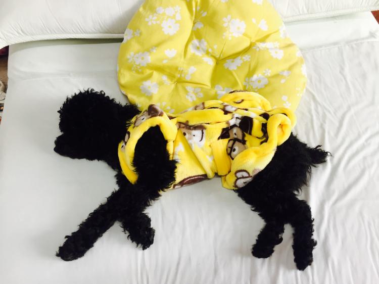 강동구 명일동 근처에서 검정푸들 보신분.. - 보호중이예요 - 유기견 보호 센터 - 이미지 2