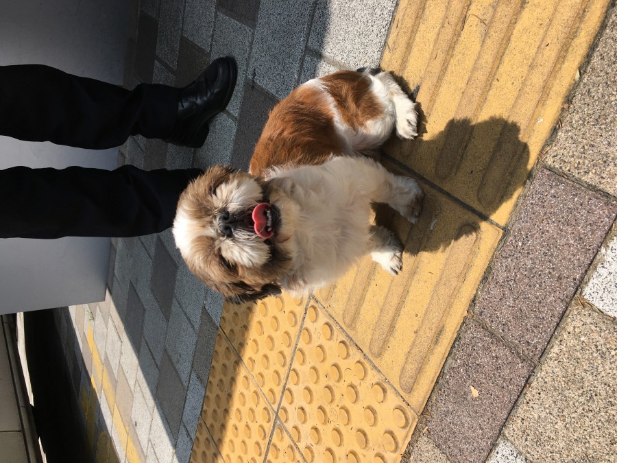 유기동물 발견 신고 | 강아지 고양이 구조 보호중 - 펫찾기 2번째 사진