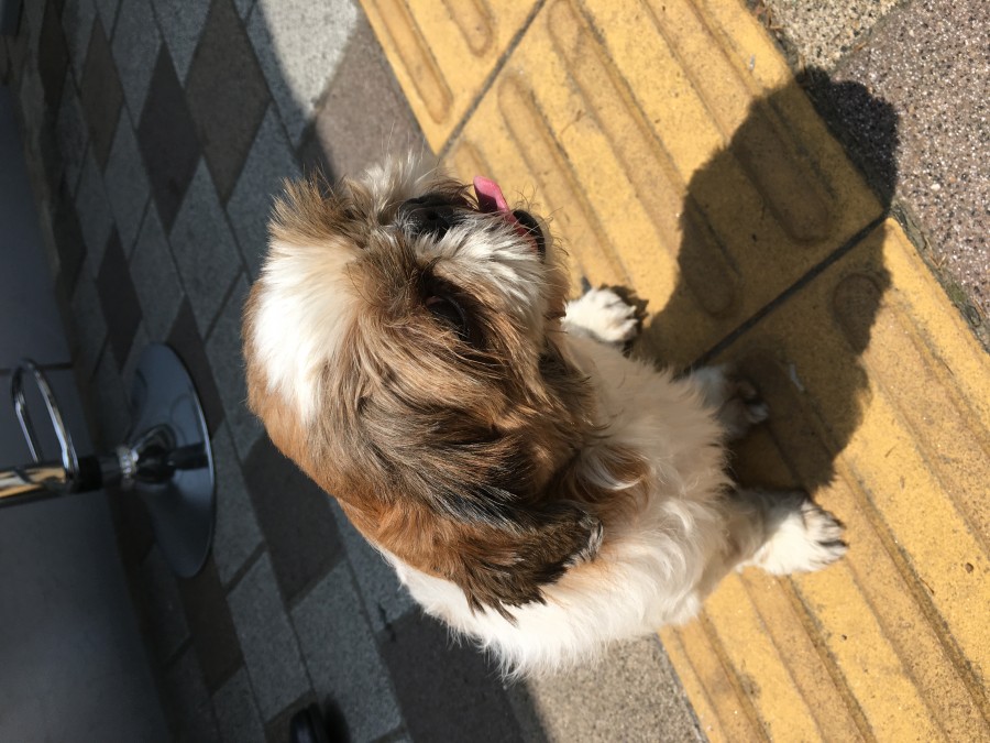 유기동물 발견 신고 | 강아지 고양이 구조 보호중 - 펫찾기 4번째 사진