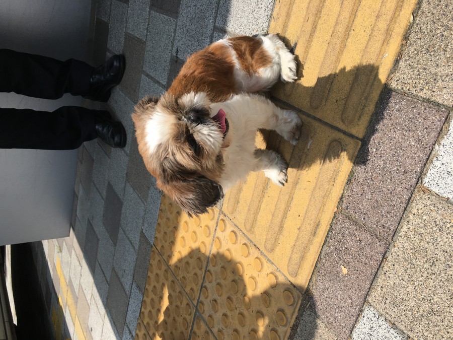 유기동물 발견 신고 | 강아지 고양이 구조 보호중 - 펫찾기 3번째 사진