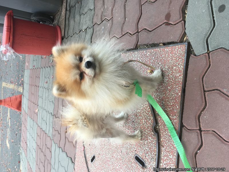 유기동물 발견 신고 | 강아지 고양이 구조 보호중 - 펫찾기 4번째 사진