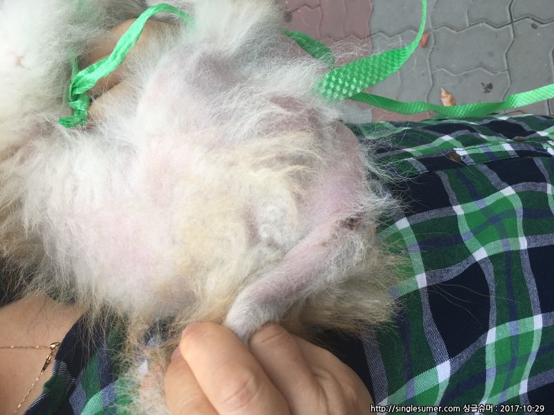 유기동물 발견 신고 | 강아지 고양이 구조 보호중 - 펫찾기 7번째 사진