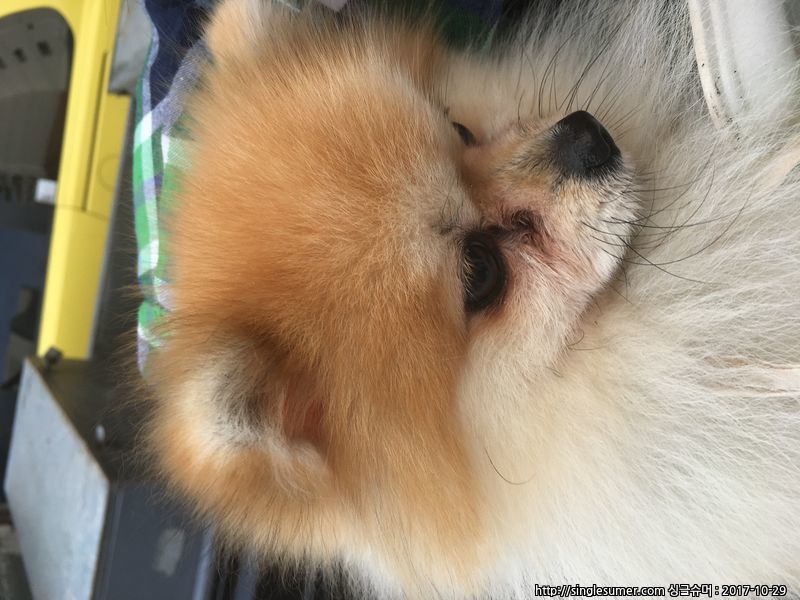 유기동물 발견 신고 | 강아지 고양이 구조 보호중 - 펫찾기 5번째 사진