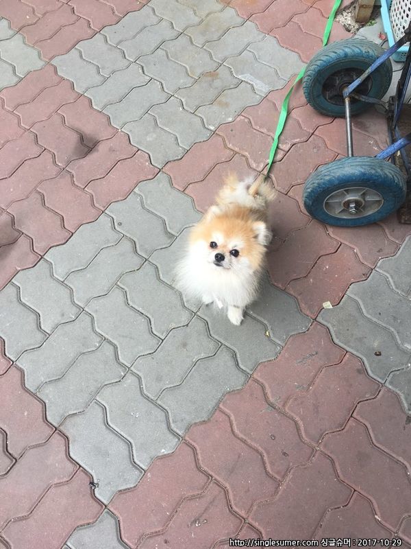 유기동물 발견 신고 | 강아지 고양이 구조 보호중 - 펫찾기 6번째 사진
